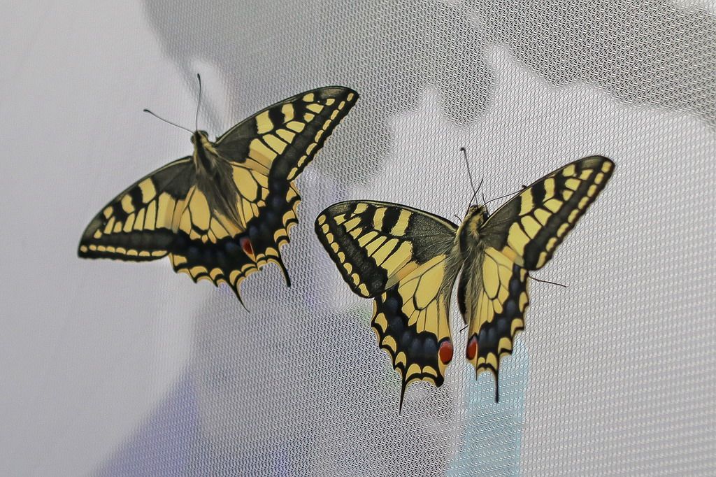Bruchi di Papilio machaon